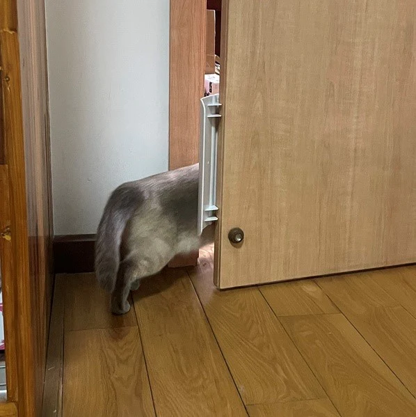 Auto Door Opener