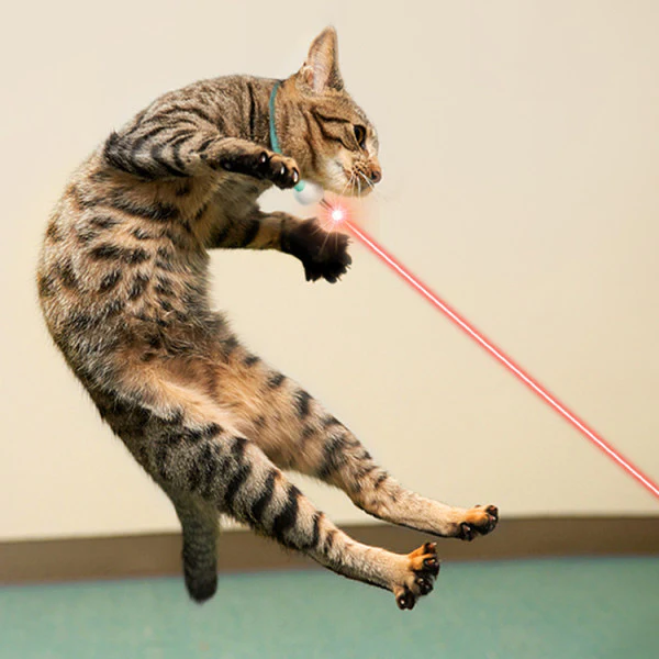 Cat Laser Collar