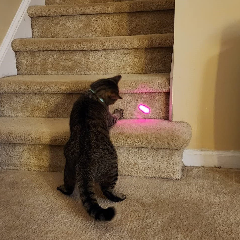 Cat Laser Collar
