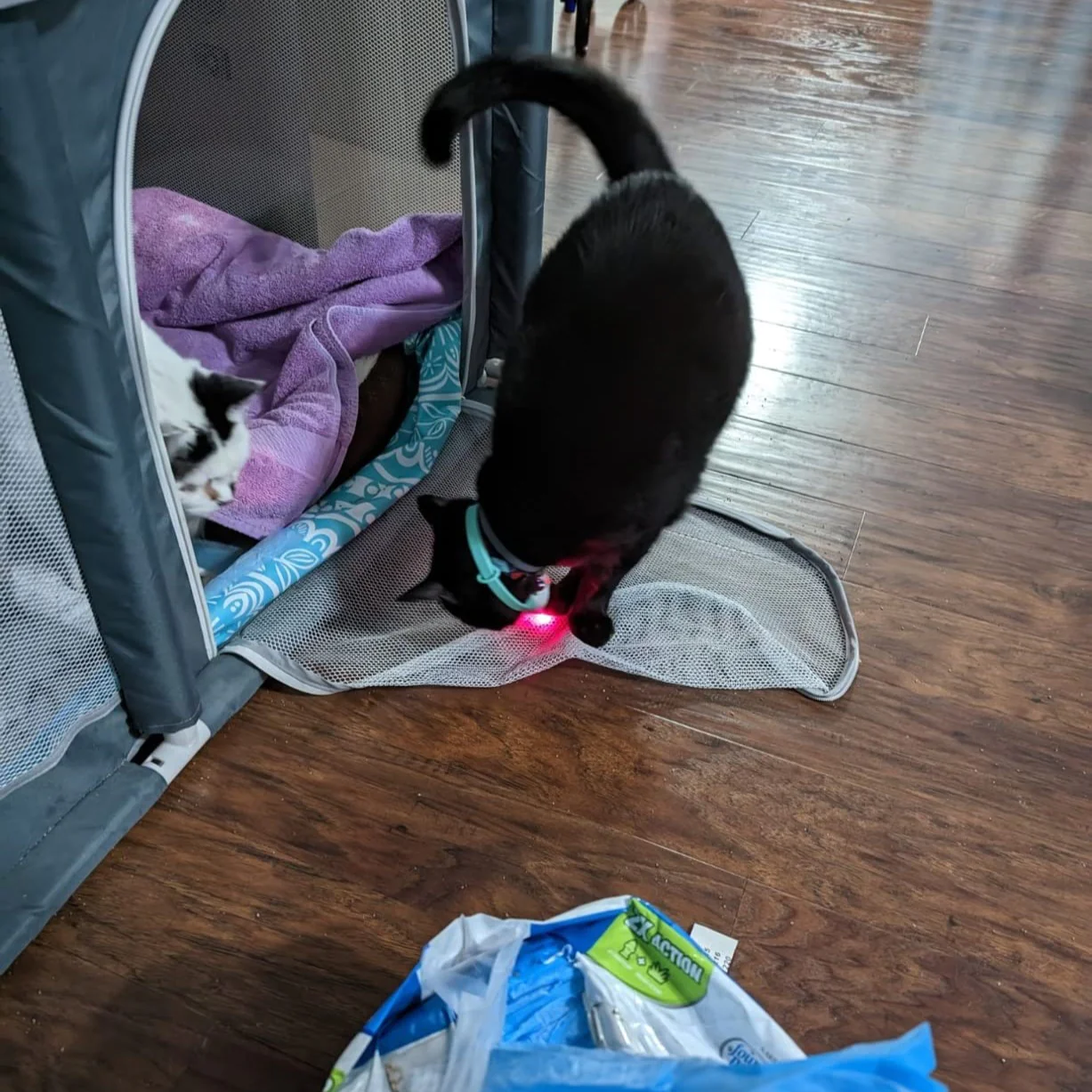 Cat Laser Collar