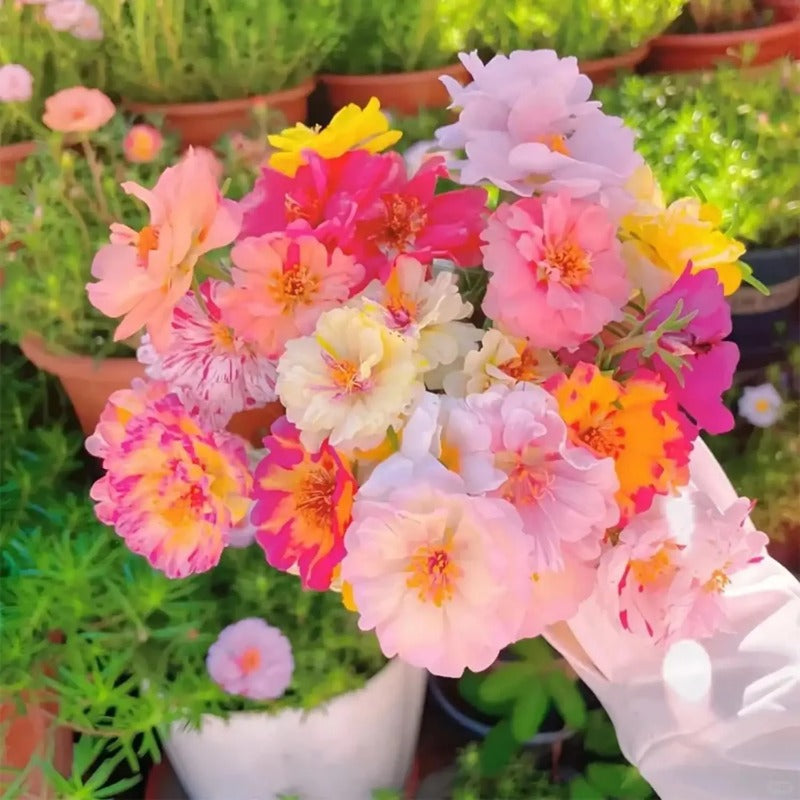 Non-GMO Moss Rose Seeds