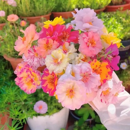Non-GMO Moss Rose Seeds