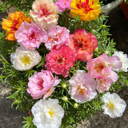 Non-GMO Moss Rose Seeds