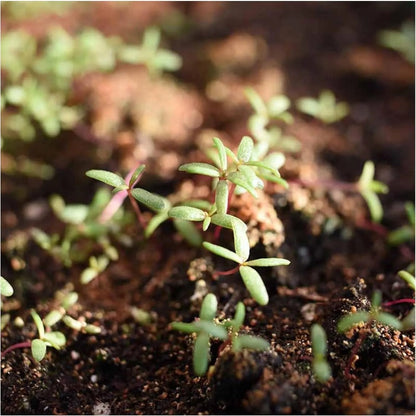 Non-GMO Moss Rose Seeds