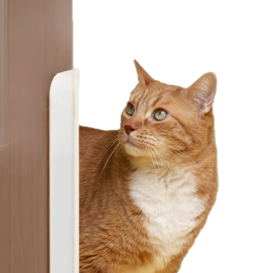 Auto Door Opener
