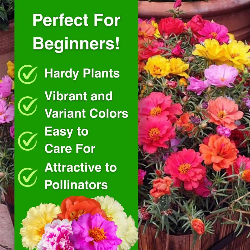 Non-GMO Moss Rose Seeds