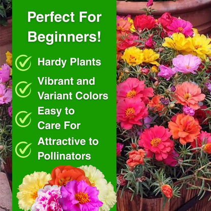 Non-GMO Moss Rose Seeds