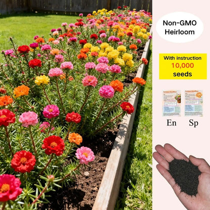 Non-GMO Moss Rose Seeds